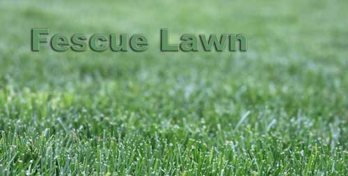 This is a Fescue Lawn image. This photo is to help visualize a fescue lawn when someone is deciding on a turfgrass.