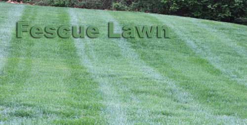 Fescue Lawn Image, This image shows a Fescue Lawn with stripes.