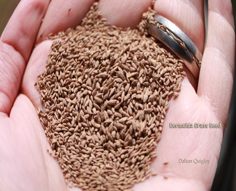 Nashville Bermuda Grass Seed Example, image of a hand holding bermuda seeds ready for seeding a lawn.
